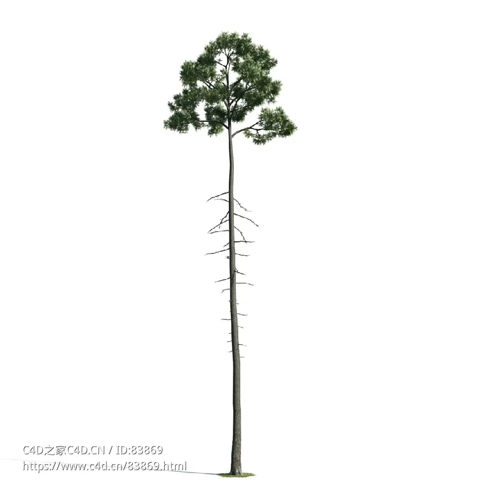 景观树木：松树三维模型plant-34