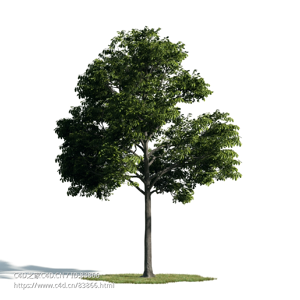 景观树木：夏栎三维模型plant-31 - C4D之家 - 031.jpg