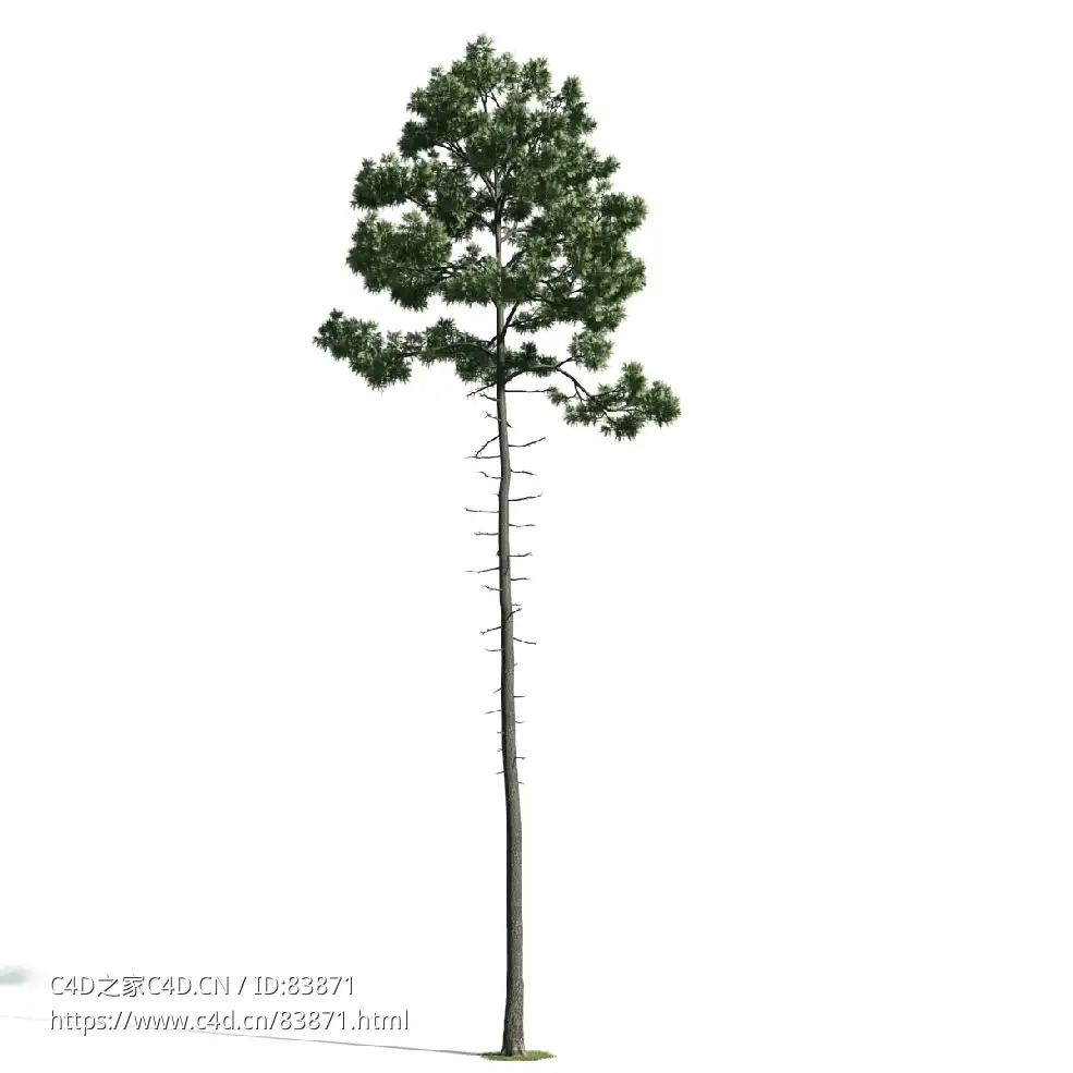 景观树木：松树三维模型plant-36