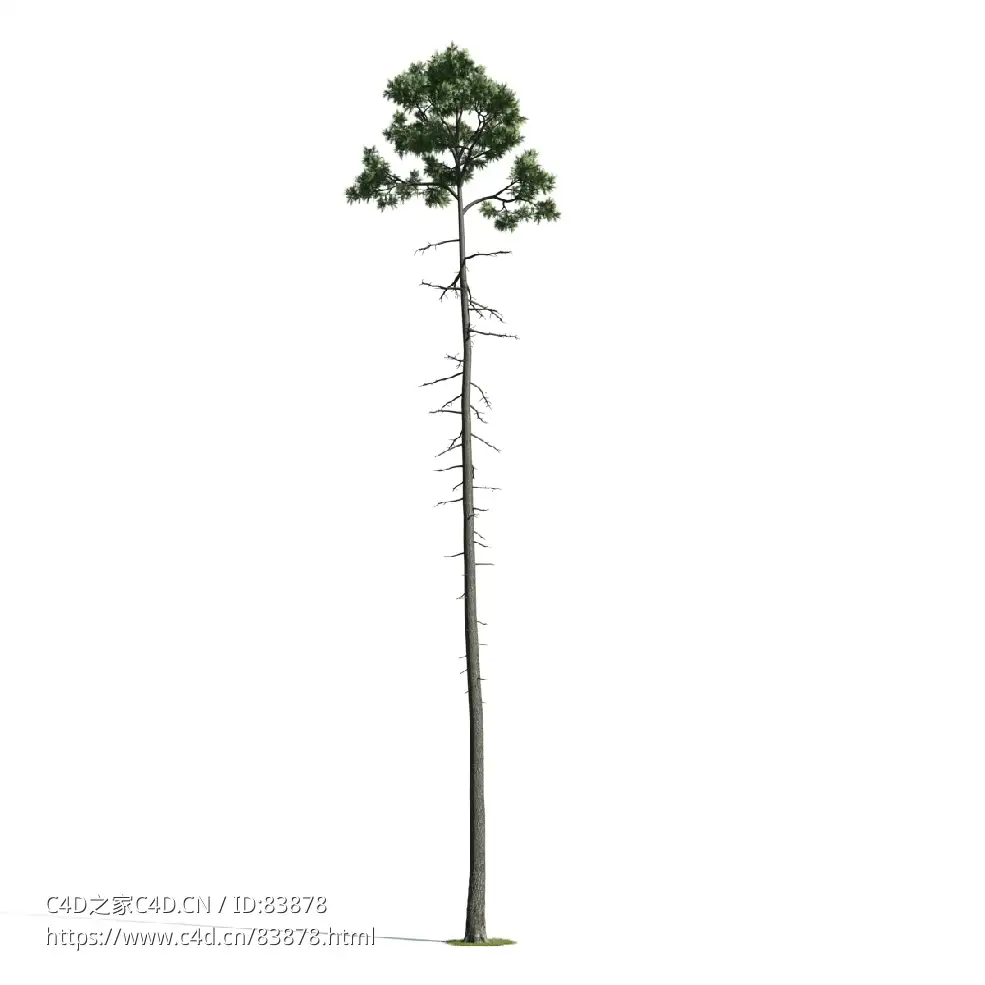 景观树木：松树三维模型plant-43