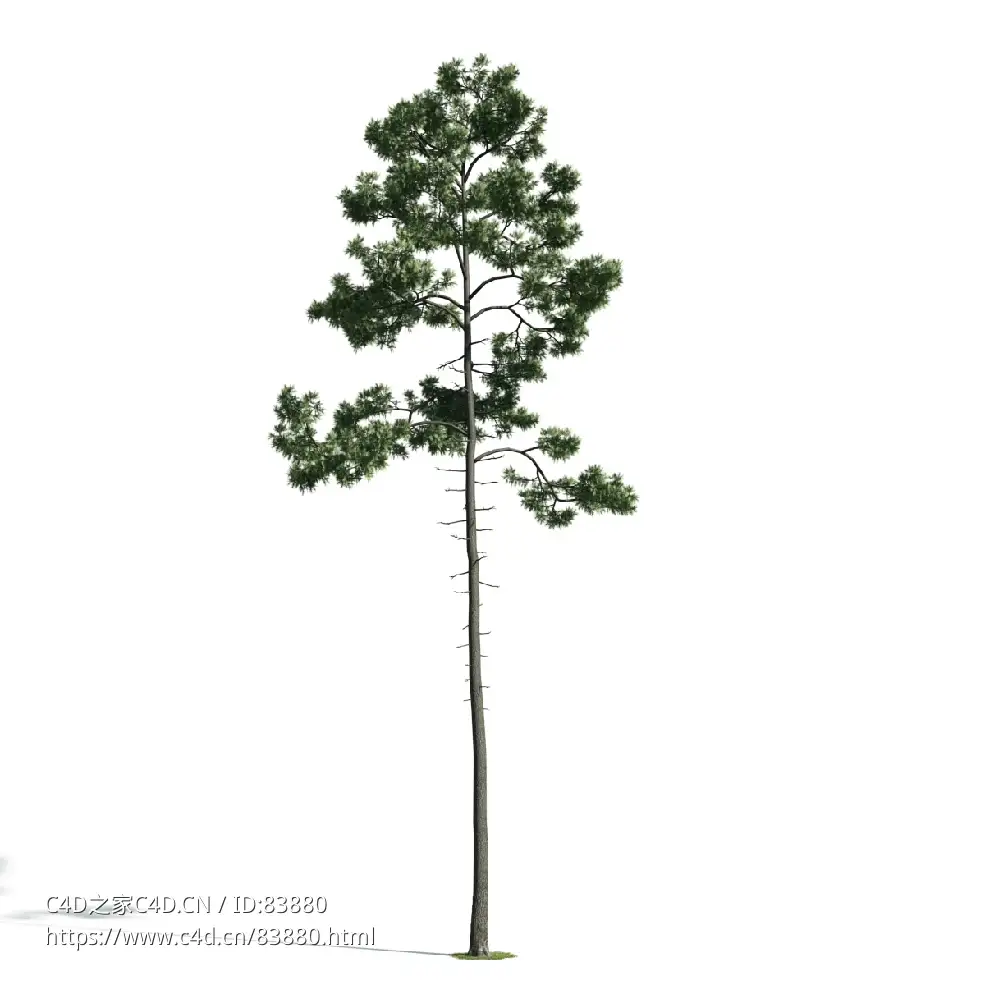景观树木：松树三维模型plant-45