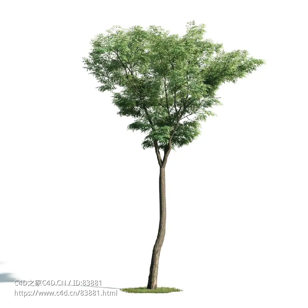 景观树木：桉树三维模型plant-46
