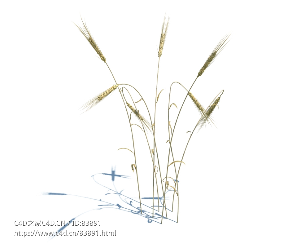 麦苗植物杂草模型下载Triticum v3