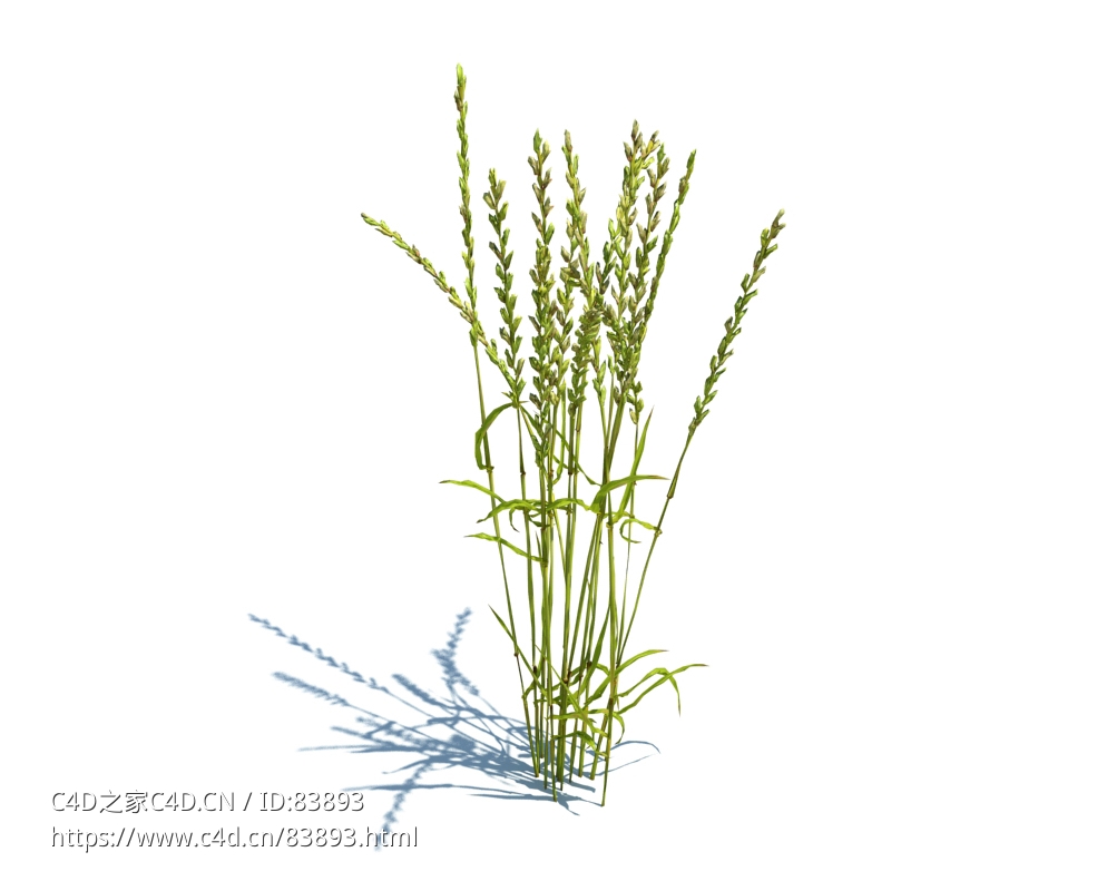牧场黑麦草植物杂草模型下载Lolium perenne v2 - C4D之家 - 77.jpg