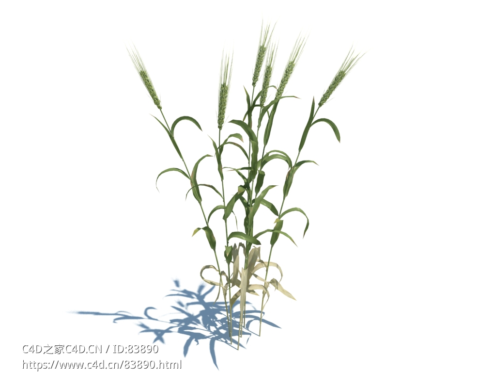 麦子植物杂草模型下载Triticum v2