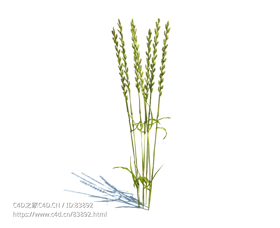 黑麦草植物杂草模型下载Lolium perenne v1 - C4D之家 - 76.jpg