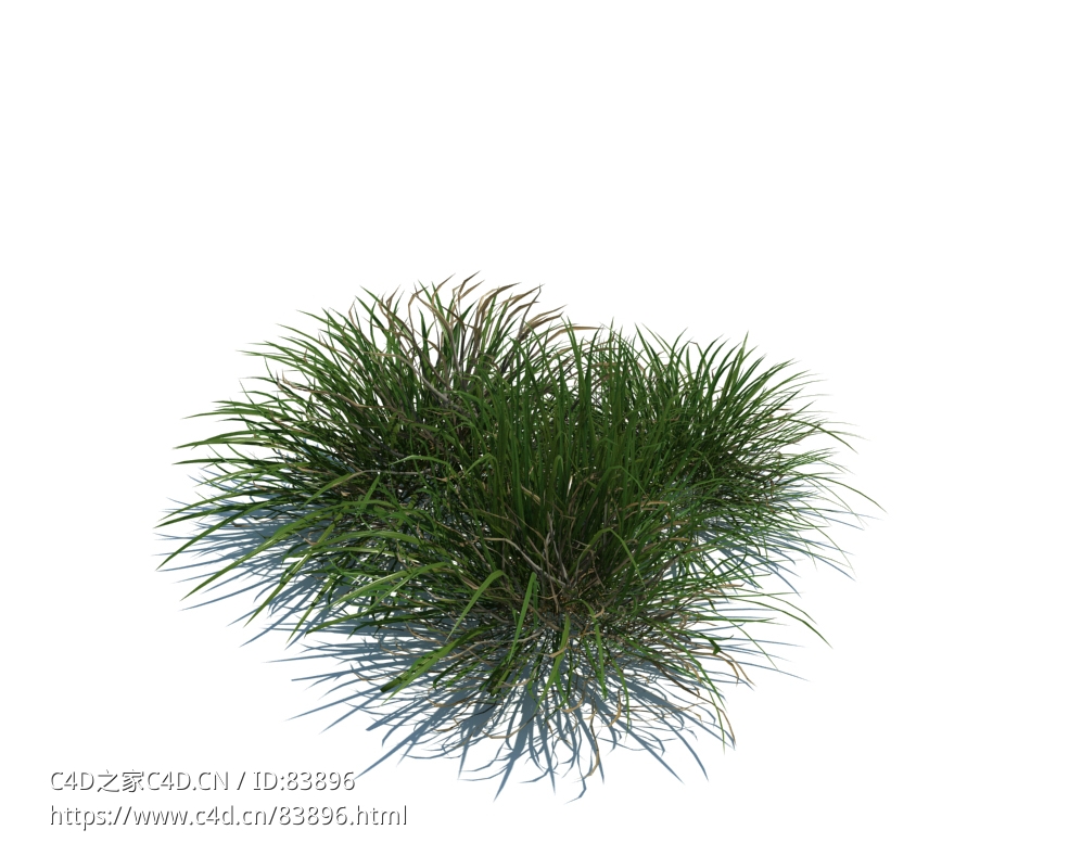 滨草植物杂草模型下载Ammophila arenaria v2 - C4D之家 - 80.jpg