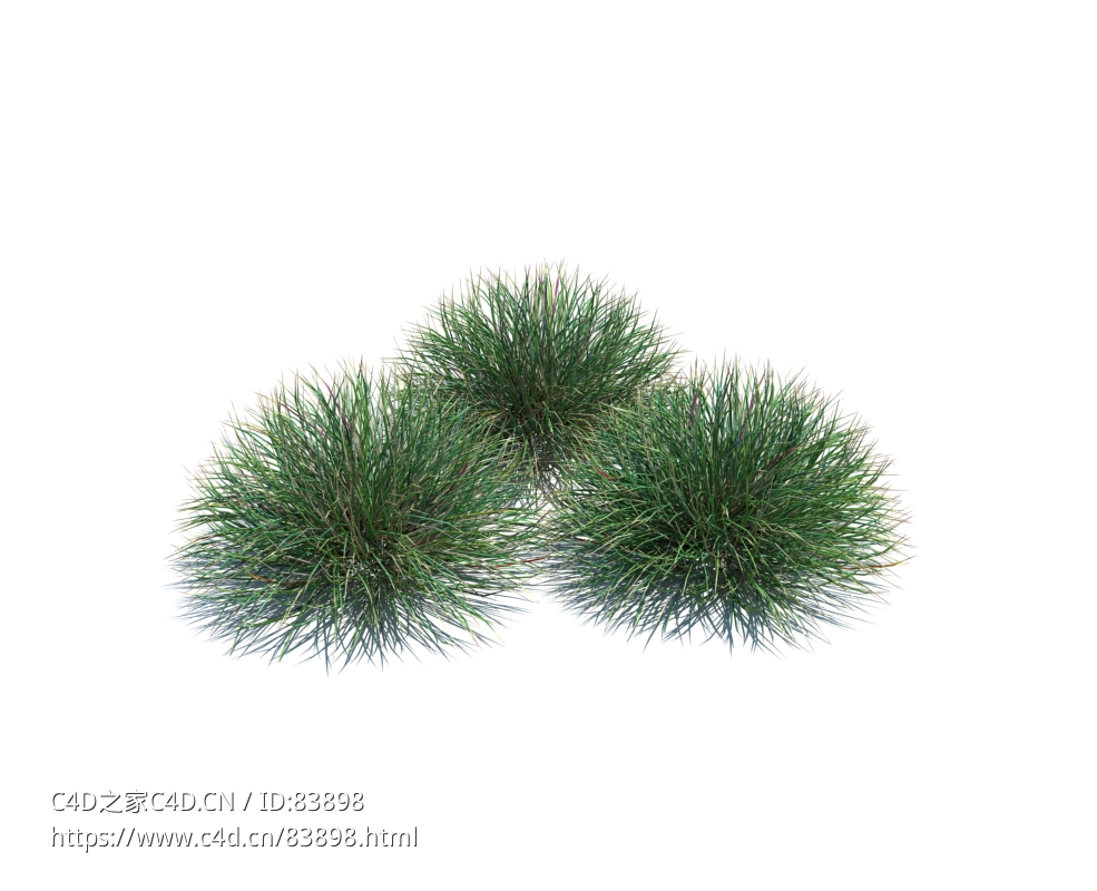羊茅植物杂草模型下载Festuca v1 - C4D之家 - 82.jpg