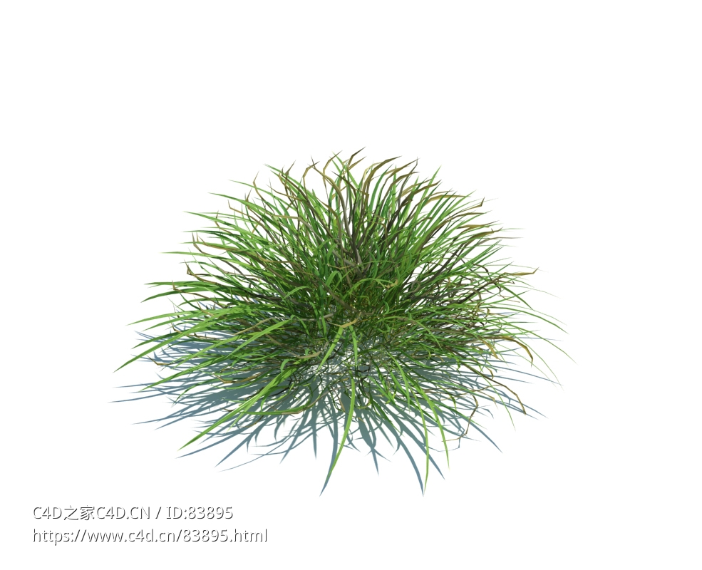 马兰草植物杂草模型下载Ammophila arenaria v1 - C4D之家 - 79.jpg