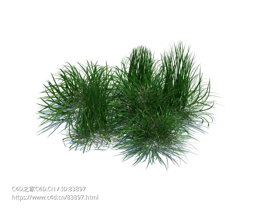 欧洲滨草植物杂草模型下载Ammophila arenaria v3 - C4D之家 - 81.jpg