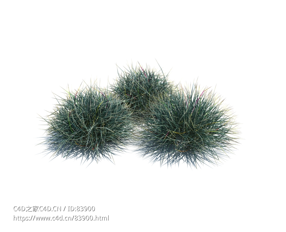 弱须羊茅植物杂草模型下载Festuca v3