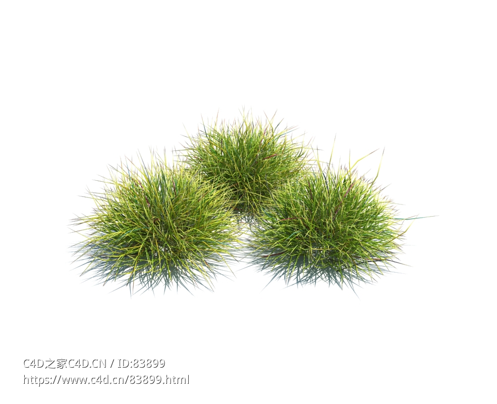 素羊茅植物杂草模型下载Festuca v2