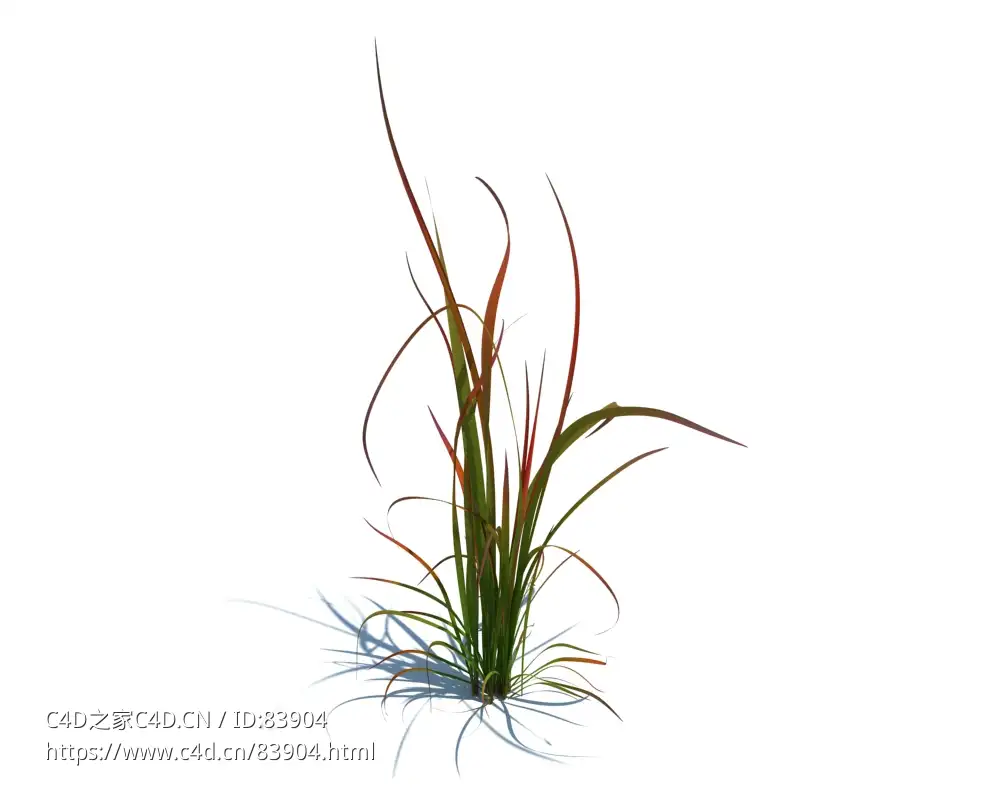 红色男爵白茅植物杂草模型下载imperata cylindrica red baron v1