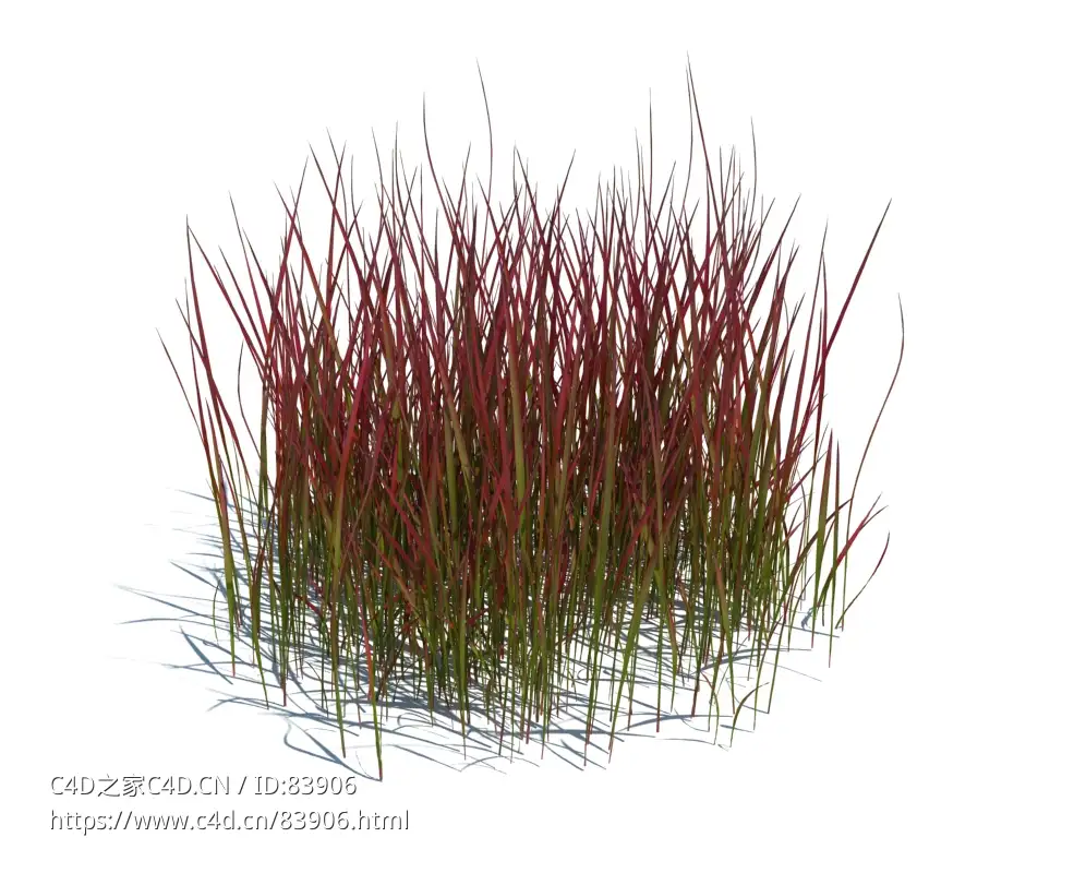 鸭跖草植物杂草模型下载imperata cylindrica red baron v3