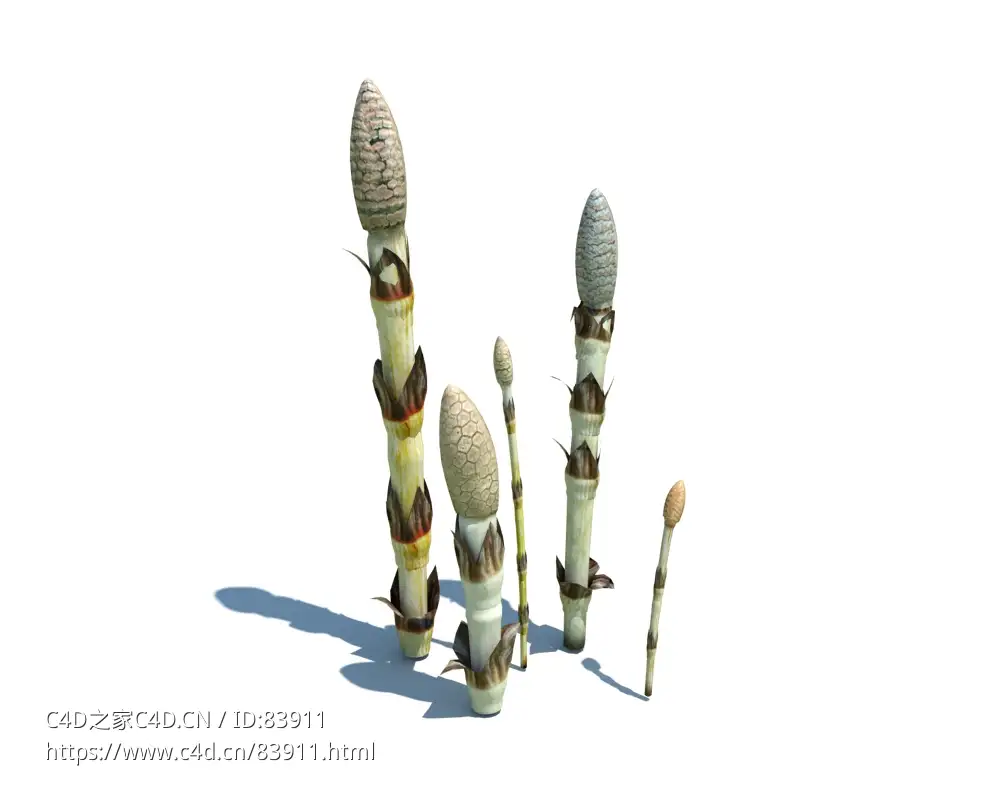 马尾草植物杂草模型下载Equisetum arvense v2