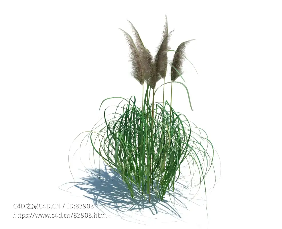 野牛草植物杂草模型下载cortaderia jubata v2