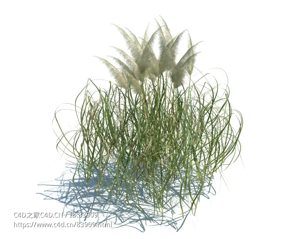 花叶虉草植物杂草模型下载cortaderia jubata v3