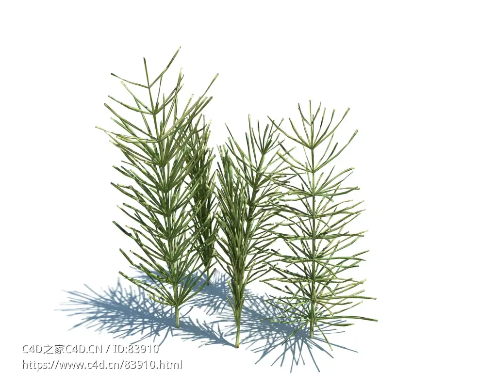 问荆草植物杂草模型下载Equisetum arvense v1