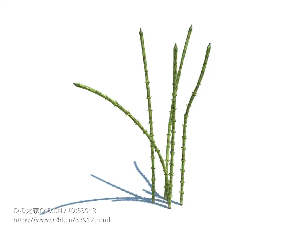 节骨草植物杂草模型下载Equisetum arvense v3