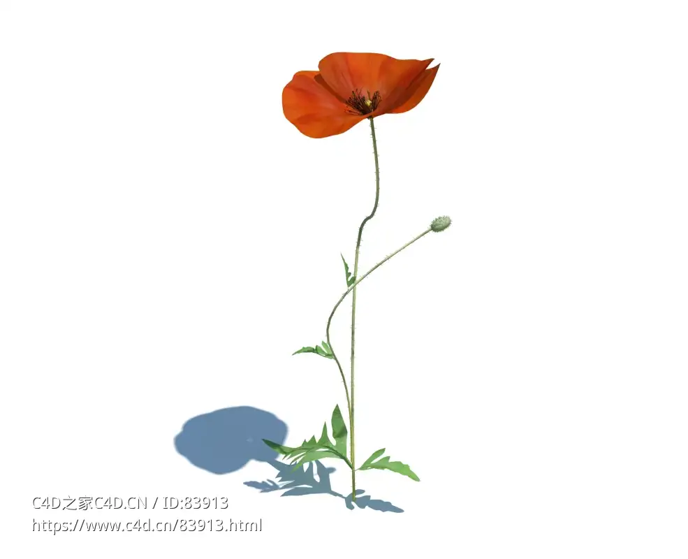 虞美人植物杂草模型下载Papaver rhoeas v1