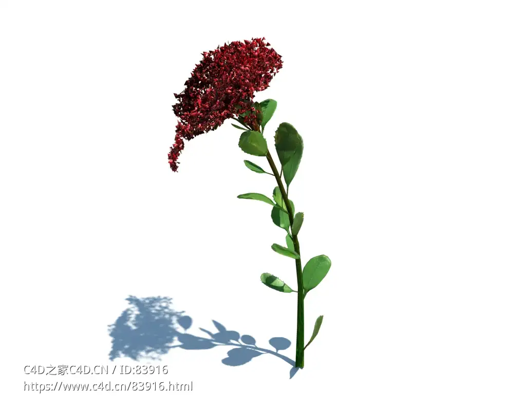 八宝景天植物杂草模型下载Hylotelephium spectabile v1
