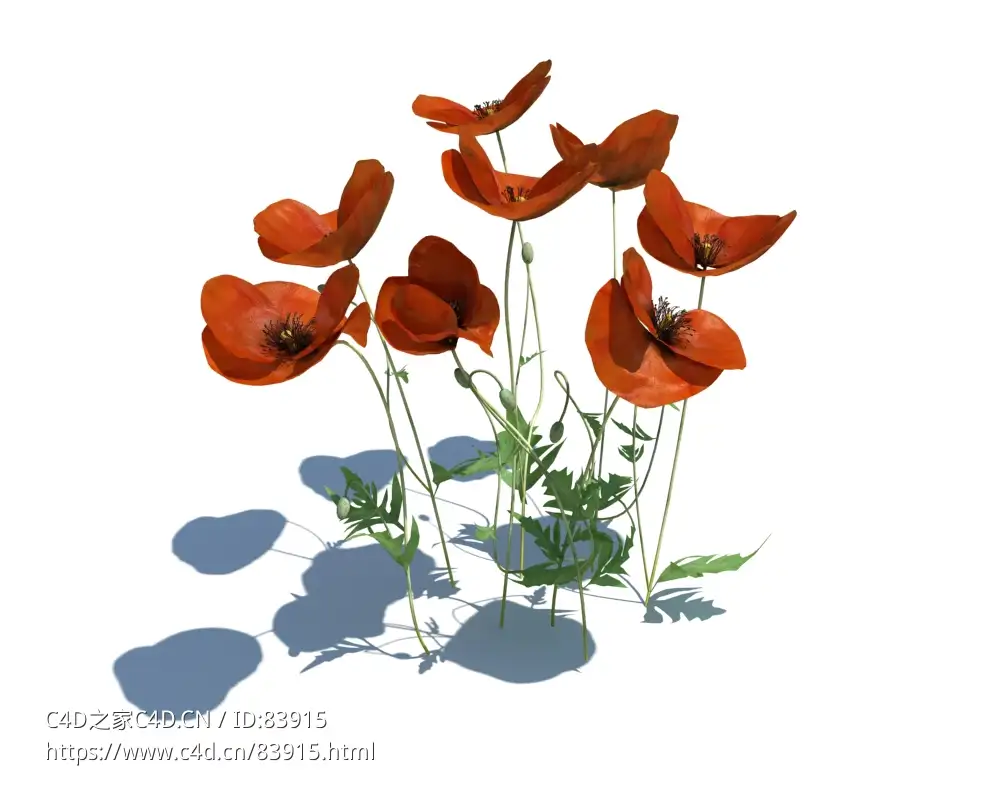 虞美人植物杂草模型下载Papaver rhoeas v3