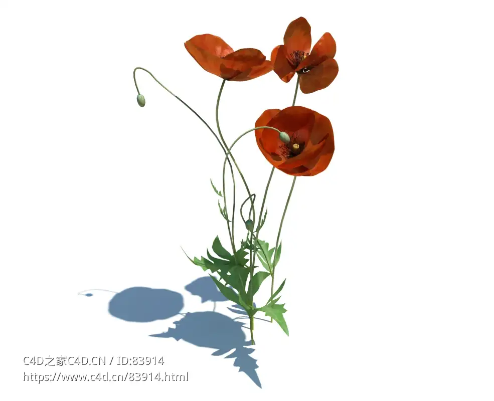虞美人植物杂草模型下载Papaver rhoeas v2