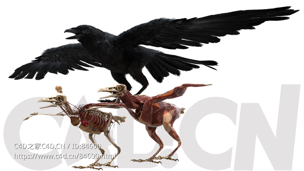 黑色乌鸦模型（羽毛+肌肉）DisneyTD - Crow Fur Anatomy