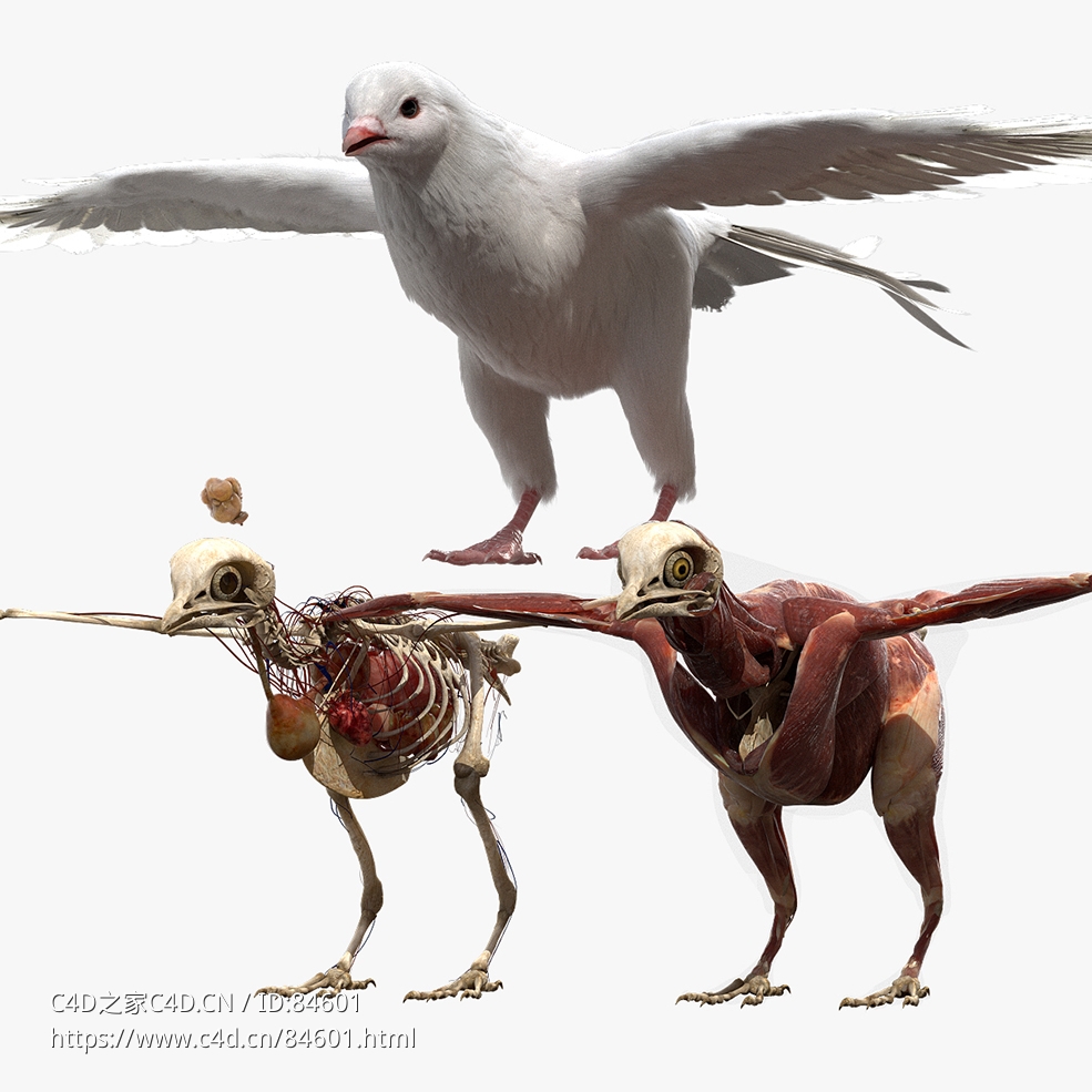 白鸽子模型DisneyTD - Dove Fur Anatomy