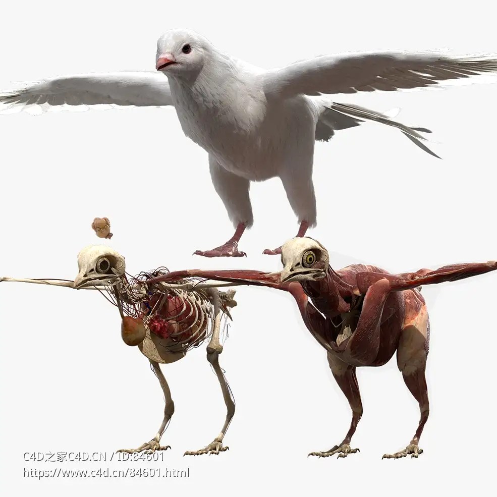 白鸽子模型DisneyTD - Dove Fur Anatomy