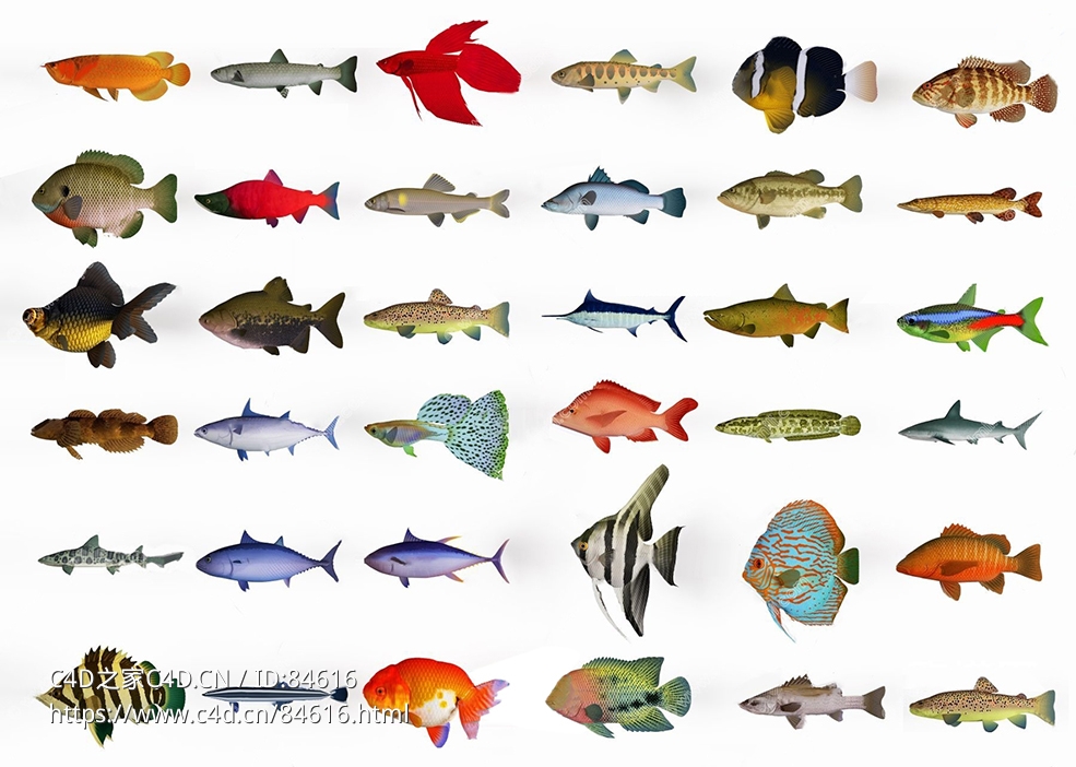 36条热带海洋水族鱼群fish