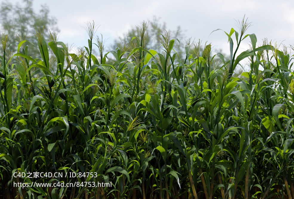 农作物玉米从苗到成熟枯黄的生长过程三维模型corn 3d model