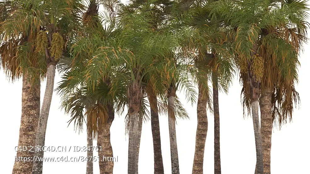 热带树木棕榈树3D模型Syagrus Romanzoffiana and Washingtonia Filifera