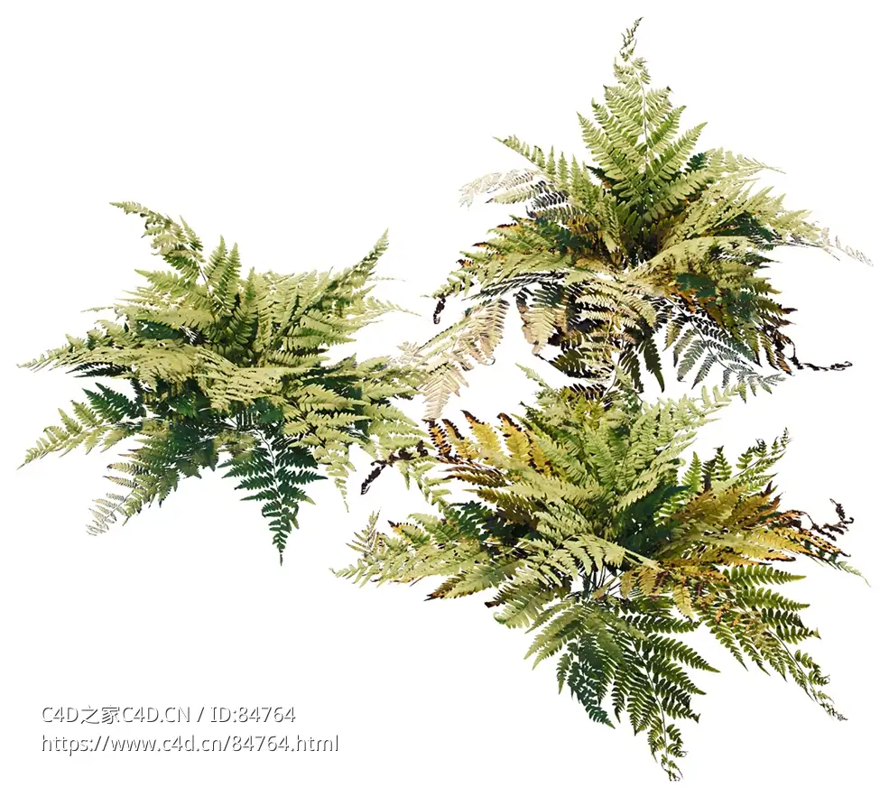 蕨类植物c4d模型下载fern