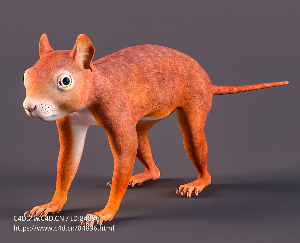 红色小松鼠c4d模型VFXGrace – RedSquirrel Summer and Winter Animated