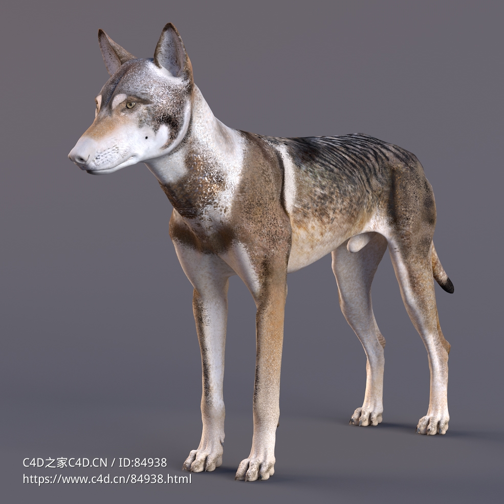 草原野狼公狼c4d模型Wolf Animation - VFX Grace - C4D之家 - JF0N2N0G_Wolf.jpg