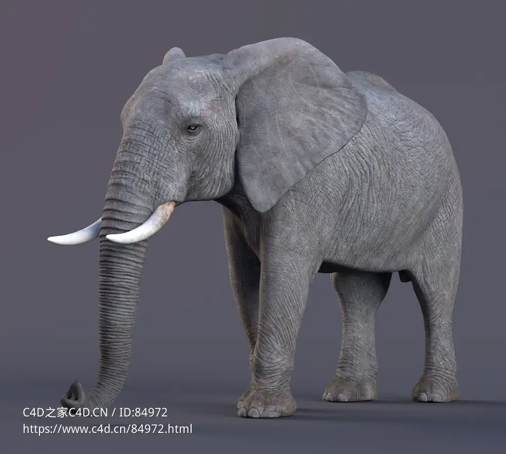 非洲大象c4d模型African Elephant Animated – VFX Grace