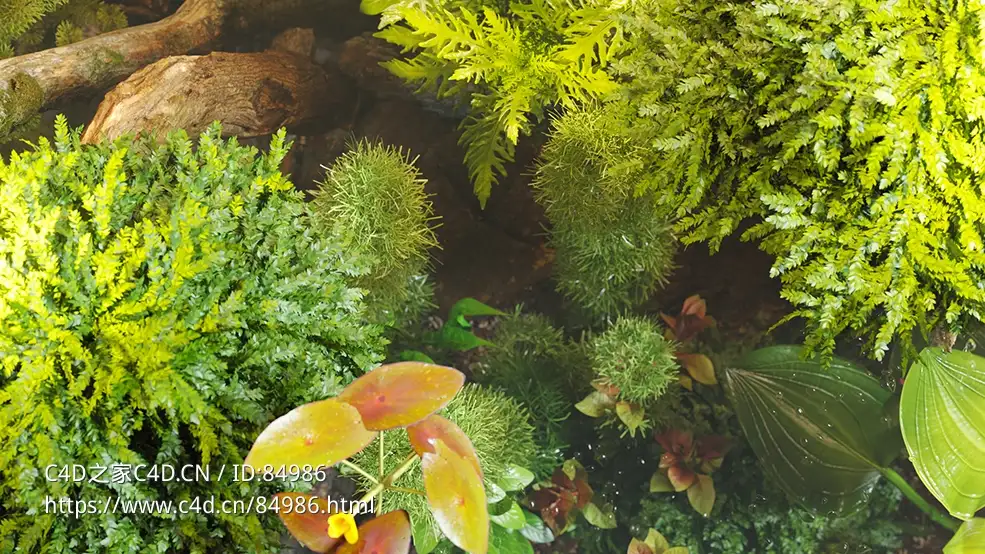 水生植物鱼缸水族馆植物c4d模型Globe Plants – Bundle 48 - C4D之家 - globe-plants-3d-plant-model-bundle-48-aquatic-plants-5.jpg
