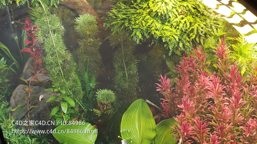 水生植物鱼缸水族馆植物c4d模型Globe Plants – Bundle 48 - C4D之家 - globe-plants-3d-plant-model-bundle-48-aquatic-plants-3.jpg