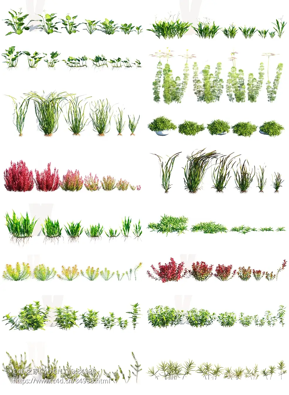 水生植物鱼缸水族馆植物c4d模型Globe Plants – Bundle 48 - C4D之家 - 未标题-1.jpg