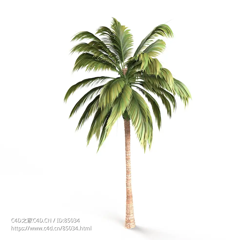 栩栩如生的C4D棕榈树模型：热带风情与数字艺术的完美融合Palm Tree