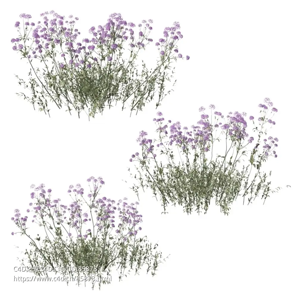 【写实植物】超高精度马鞭草花卉3D模型 含6种格式+材质贴图 景观设计/建筑效果图/游戏场景Set Of Verbena Bonariensis Plant