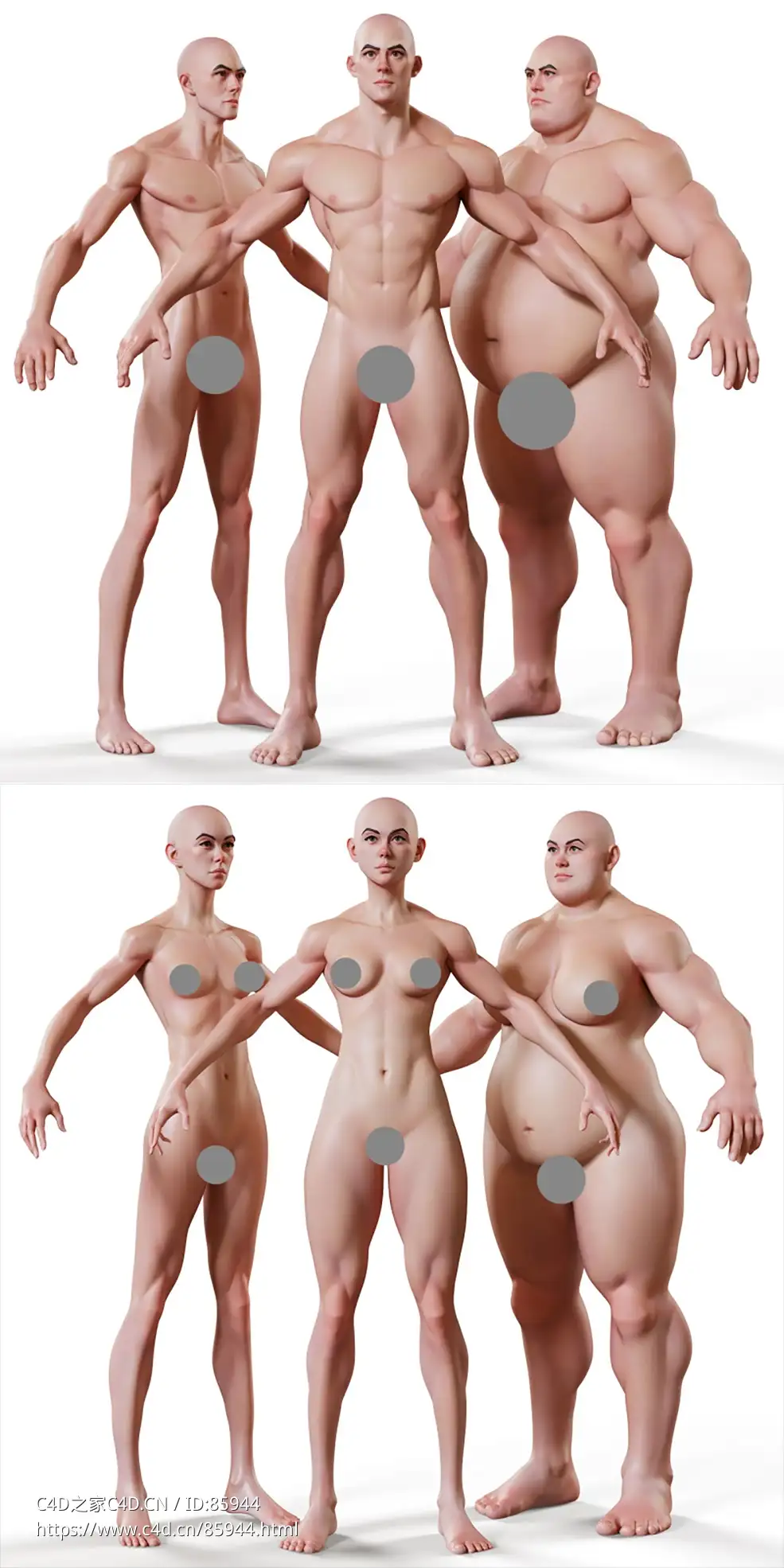 高品质可调节男女基础人体模型包，从瘦型到壮硕完美过渡，适合角色设计与动画制作Morphable Male + Female - Stylised Base Mesh - C4D之家 - Shop-800x800-1.jpg