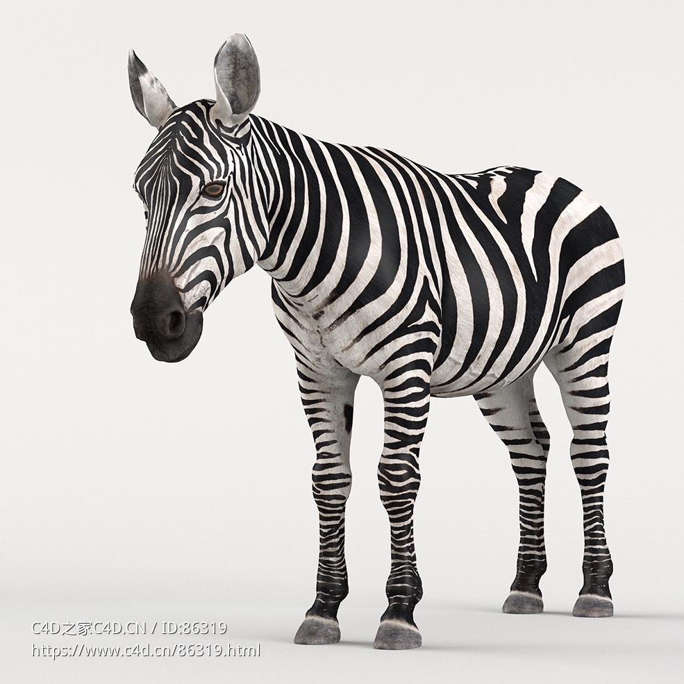 高精度逼真斑马3D模型 含绑定动画与毛发系统VFX Grace – Zebra Animation