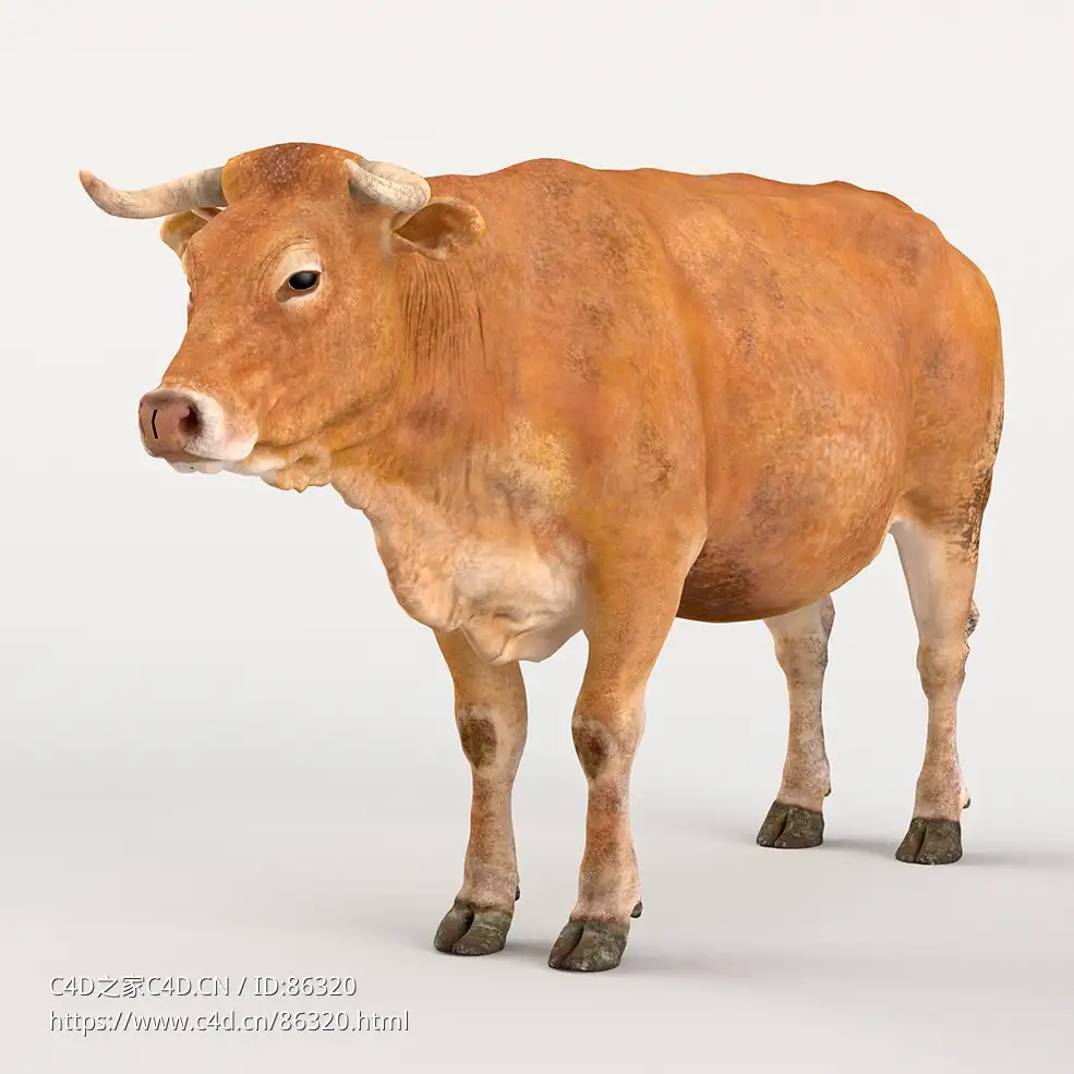 超写实黄牛3D模型高精度贴图VFXGrace - Cattle Cow