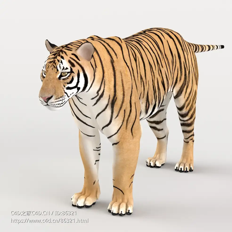 超真实3D西伯利亚虎模型,UDIM多组4K高清纹理VFX Grace – Siberian Tiger Animation