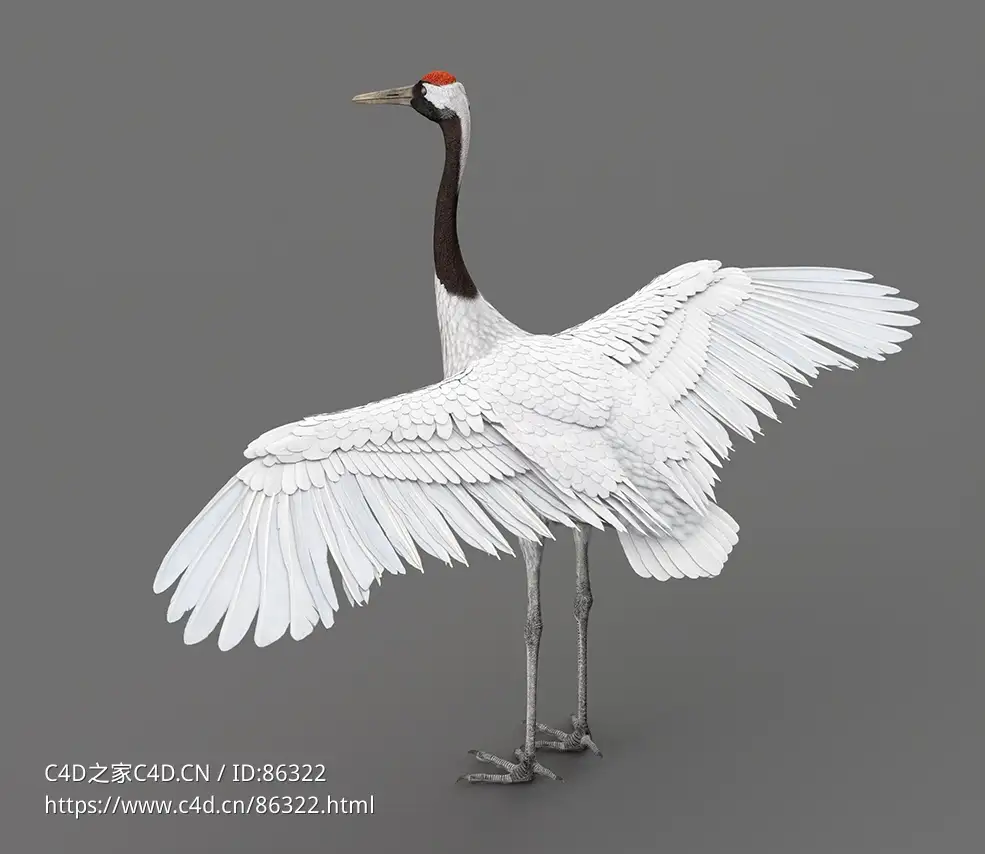 高精度逼真丹顶鹤3D模型下载，多种格式支持，4K贴图材质真实还原专业动画效果VFXGrace - Red-Crowned Crane