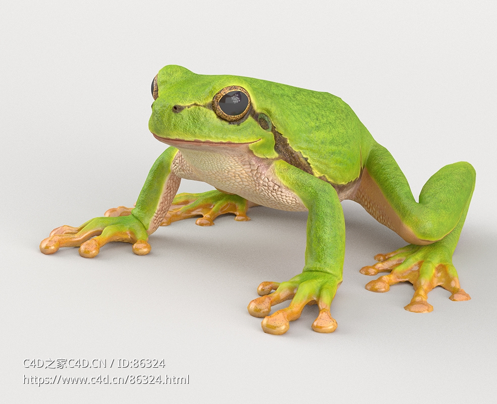 高清绿色树蛙3D模型 含4K贴图真实细节VFXGrace - Tree Frog