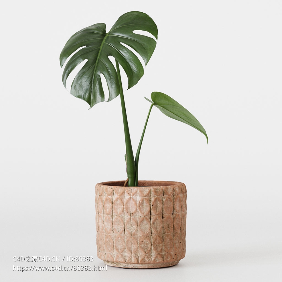 CINEMA 4D室内绿植：天然纤维纹理花盆中的小型龟背竹独特穿孔叶片逼真室内植物3D渲染