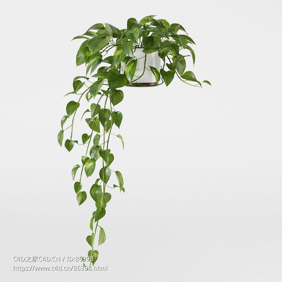 CINEMA 4D室内绿植：赤陶花盆中的小型垂吊植物绿萝瀑布般垂落茎干照片级真实3D室内植